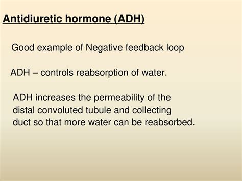 Antidiuretic Hormone ADH Good Example Of Negative Feedback Loop Ppt