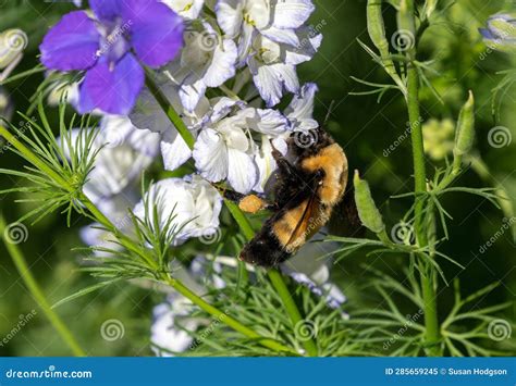 Queen Bumblebee With Pollen Basket In Larkspur Flower Garden Stock