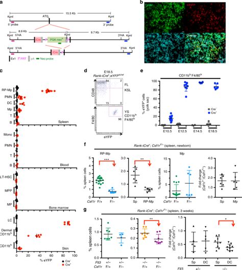 Csf1r Regulates The Dendritic Cell Pool Size In Adult Mice Via Embryo Derived Tissue Resident