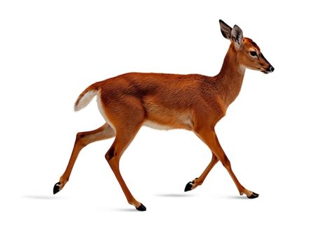 Real Deer Images Free Download On Freepik