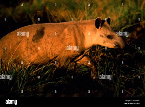 Cerrado Ecosystem, Brazil Stock Photo - Alamy