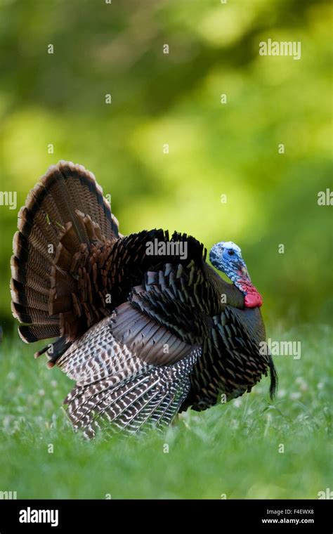 Eastern Wild Turkey Gobbler Strutting In Field In Holmes County Hi Res