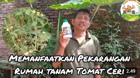 Tanam Tomat Ceri Di Pekarangan Rumah Poc Dyna Grow