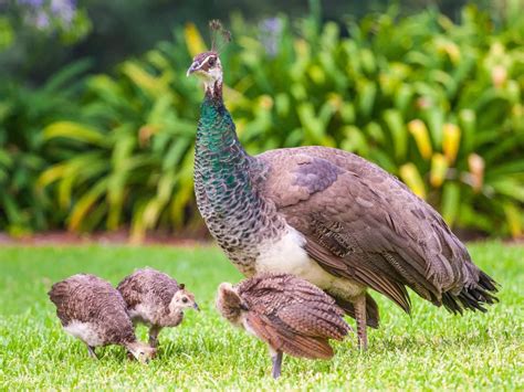 Discover the Enchanting Beauty of Baby Peacocks (With Pictures)