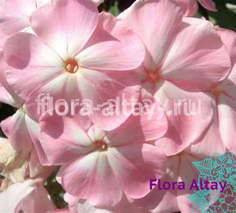 Флокс Цвет Яблони | Flora Altay