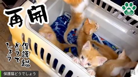 【続】保護猫どうでしょう…今日から不定期ですがライブ再開します！7匹の子猫はどこまで大きくなったのか！？ Youtube