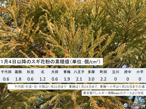 スギ花粉 東京都内で飛散開始前から少量を観測 各地の本格飛散やピークはいつから（2024年1月27日）｜biglobeニュース