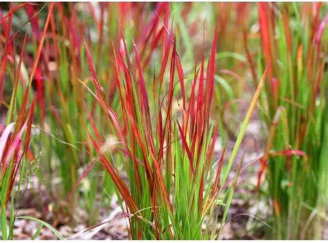 Ornamental Grasses Ohio: You Must Grow These If You Want a Lush Lawn