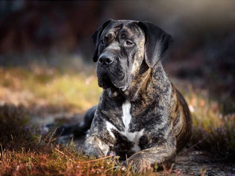 Presa Canario | Gran raza de perro de las Islas Canarias, conócelo ...