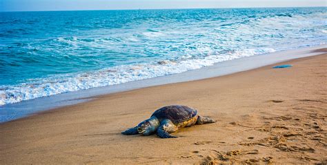 Oliveridleyseaturtle Beaches Of India