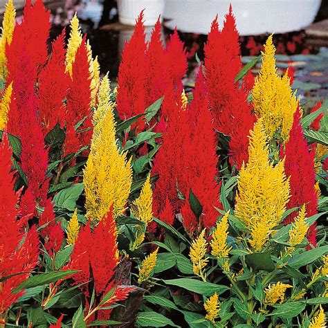 Celosia Argentea Var Cristata Century Mixed Seeds Thompson And Morgan