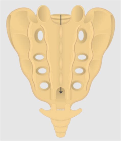 Sacrum Diagram Quizlet