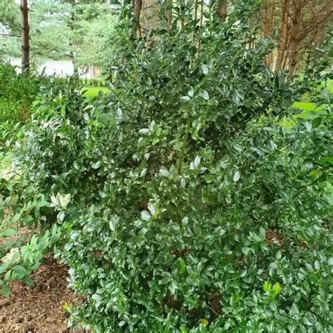 Ostrokrzew Meservy Ilex X Meserveae Blue Prince C Cm