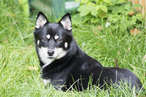 Dog - Pomsky stock photo. Image of husky, cross, breed - 100838774