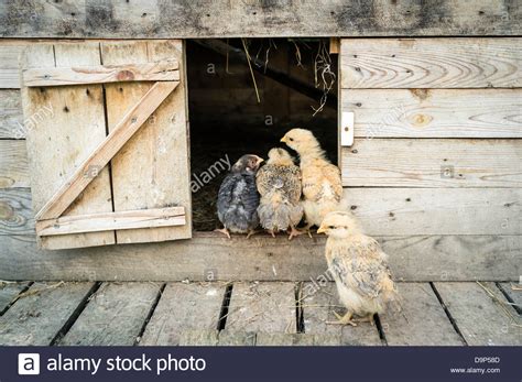 Cute Chicks Farm High Resolution Stock Photography And Images Alamy