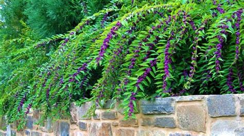 Эффектный кустарник красивый даже зимой! | GardenLife | Дзен