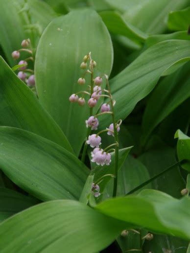 Convallaria Majalis Rosea Lelietje Der Dalen Bloemenpark Appeltern