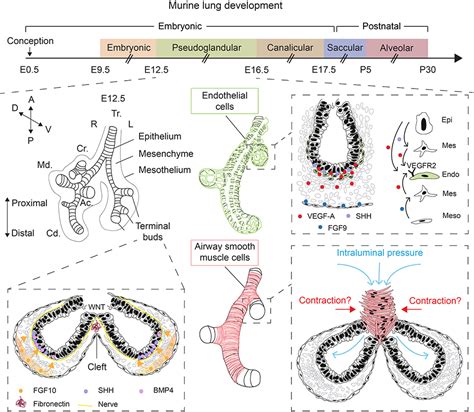 Frontiers The Lung Vasculature A Driver Or Passenger In Lung