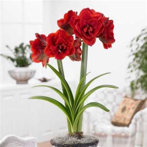 Амариллис Черри Нимф (Hippeastrum Cherry Nymph) купить луковицы в ...