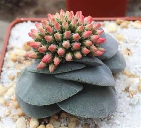 Редкие кактусы и суккуленты - 76 фото