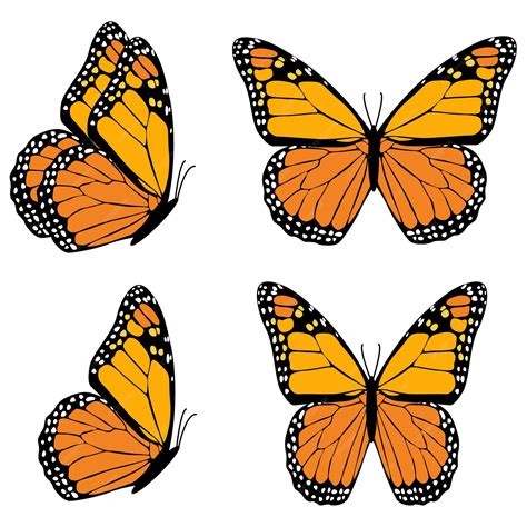 Premium Vector Orange Butterfly Danaida Monarch Isolated On White