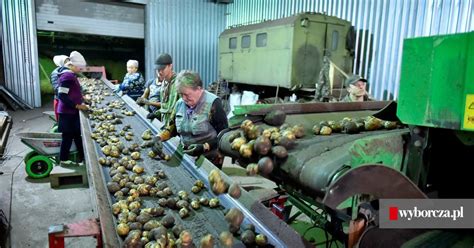 W Rosji już wkrótce zabraknie warzyw Na razie producenci alarmują o