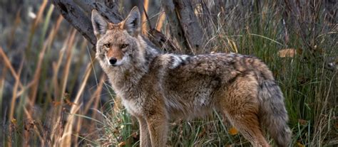 Coyote Hunting Tips How To Hunt Coyotes Academy