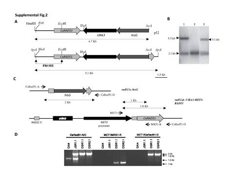 Role Of The Homologous Recombination Genes Rad And Rad In The