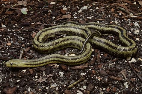 Eastern Ratsnake | South Carolina Partners in Amphibian and Reptile