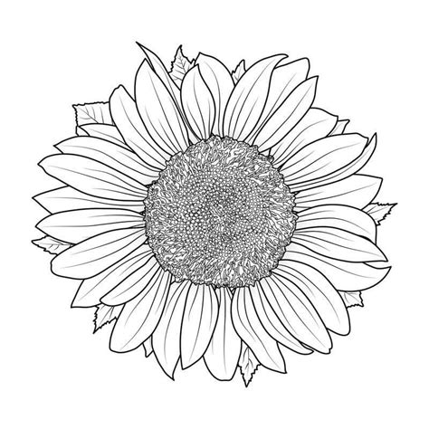 Dibujos De Girasol Para Colorear E Imprimir Coloringonly