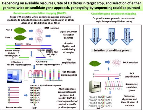 Genotyping Strategies For Candidate Gene And Genome Wide Association