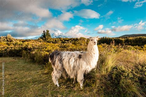 Lamas And Alpakas Standing In Grasslands Of The Cotopaxi National Park