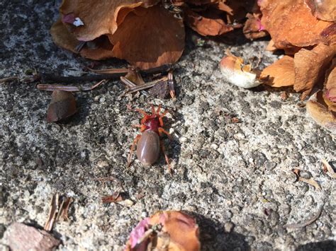 Red Bro Spotted In My Front Yard Today Rspiderbro