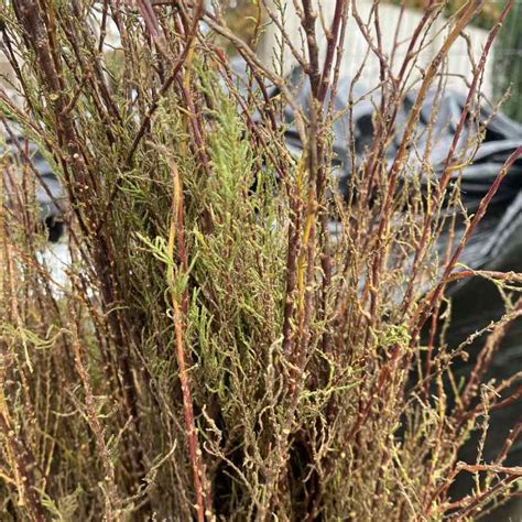 Tamarix Tetrandra L Shrub Garden Scene Jersey