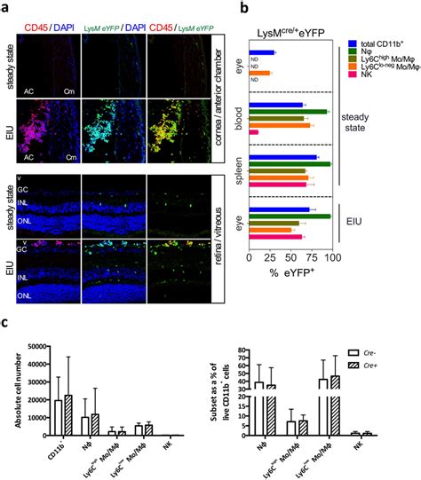 Lysm Driven Cre Expression Occurs In Eiu Leukocyte Infiltrate And Has