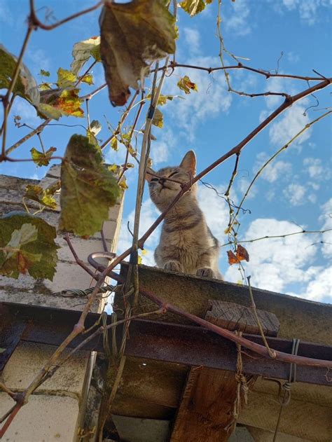 кот на крыше
