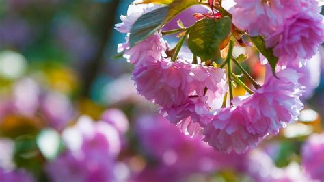 Картинки природа, весна, ветка, сакура, листья, цветы, цветение - обои ...