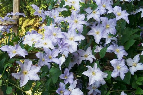 Clematis viticella 'Blue Angel' - Clematis Herian | Clematis viticella ...