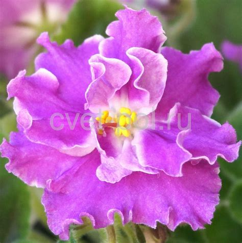 Фиалка ЕК-Вера (Коршунова)