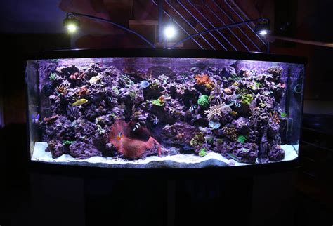 Reef Keeping Tips And Tricks Lets Get Started Aquacultured Corals