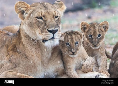 Lioness And 2 Cubs