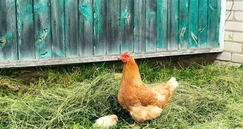 Нижегородцам заплатят за кур изъятых из-за болезни