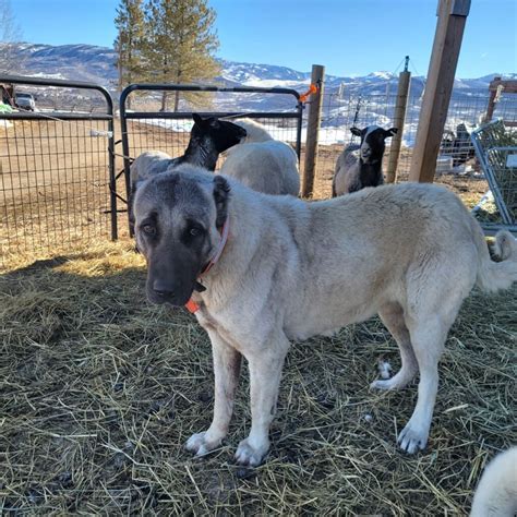 How a Northwest Colorado family ranch is helping bring livestock