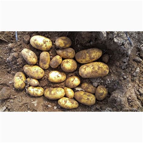Картофель семенной Джувел Элита — Agro-Kazakhstan