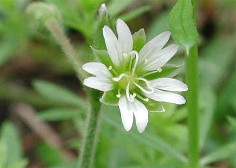 Common Chickweed Stellaria Media 02 Wild Flowers Of Sleepy Hollow