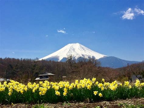 Premium Photo | Fuji san