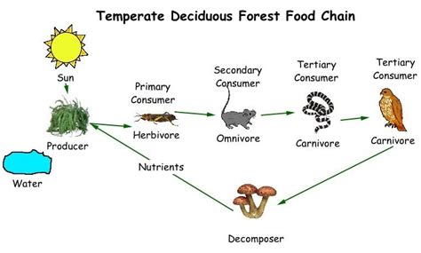Food Chains/ Food Webs - Ecology, the Environment, and Us Kyle Delfini