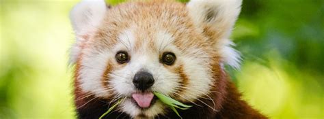 Red Panda Eating Leaves Facebook Cover Photo