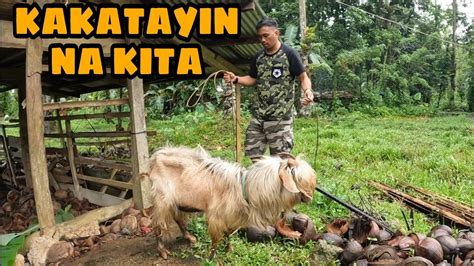 Kambing Na May Bangs Kakatayin Ko Na Youtube