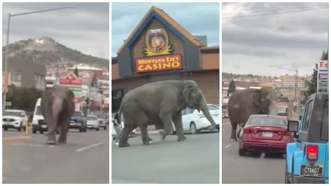 Watch Circus Elephant Runs Loose Down Montana Road After Escaping Handler